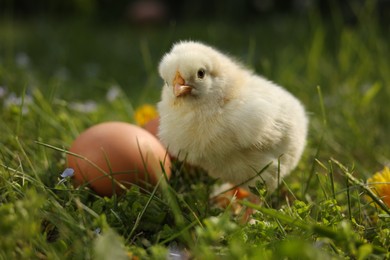 Photo of Cute chick and eggs on green grass outdoors, closeup. Baby animal