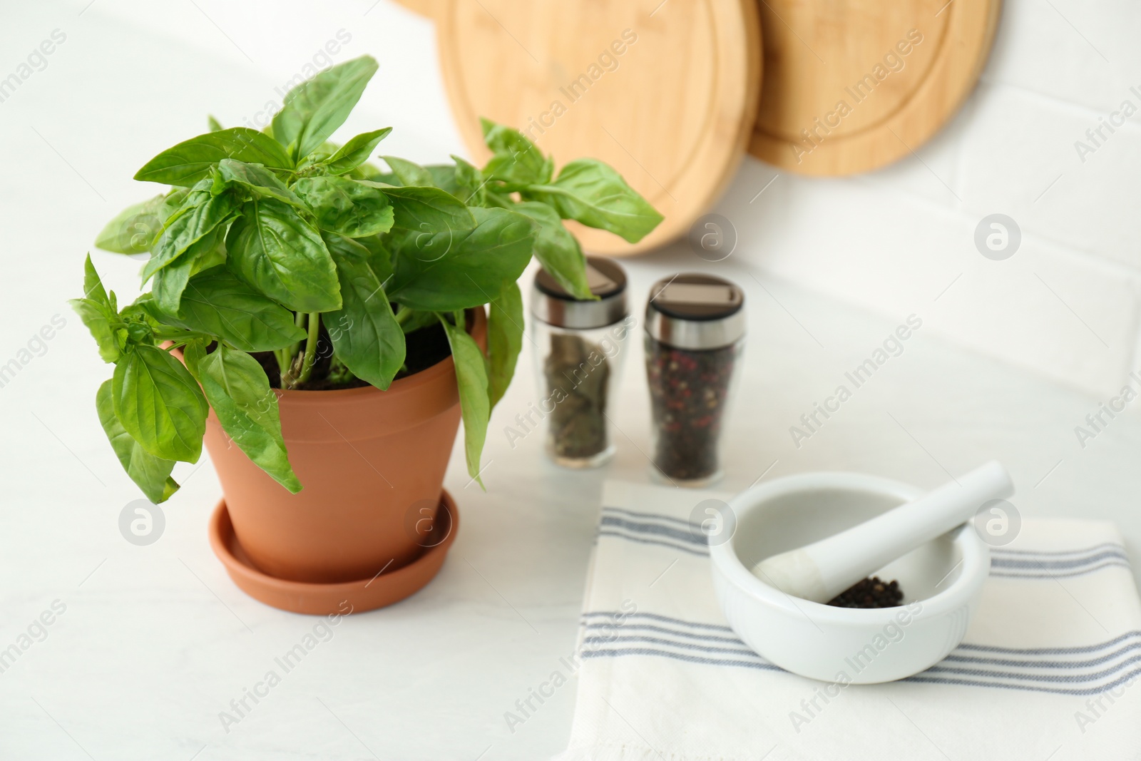 Photo of Fresh green basil in pot on white countertop in kitchen