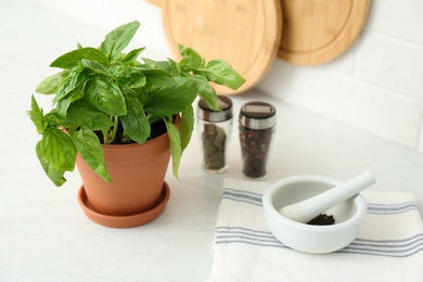 Fresh green basil in pot on white countertop in kitchen