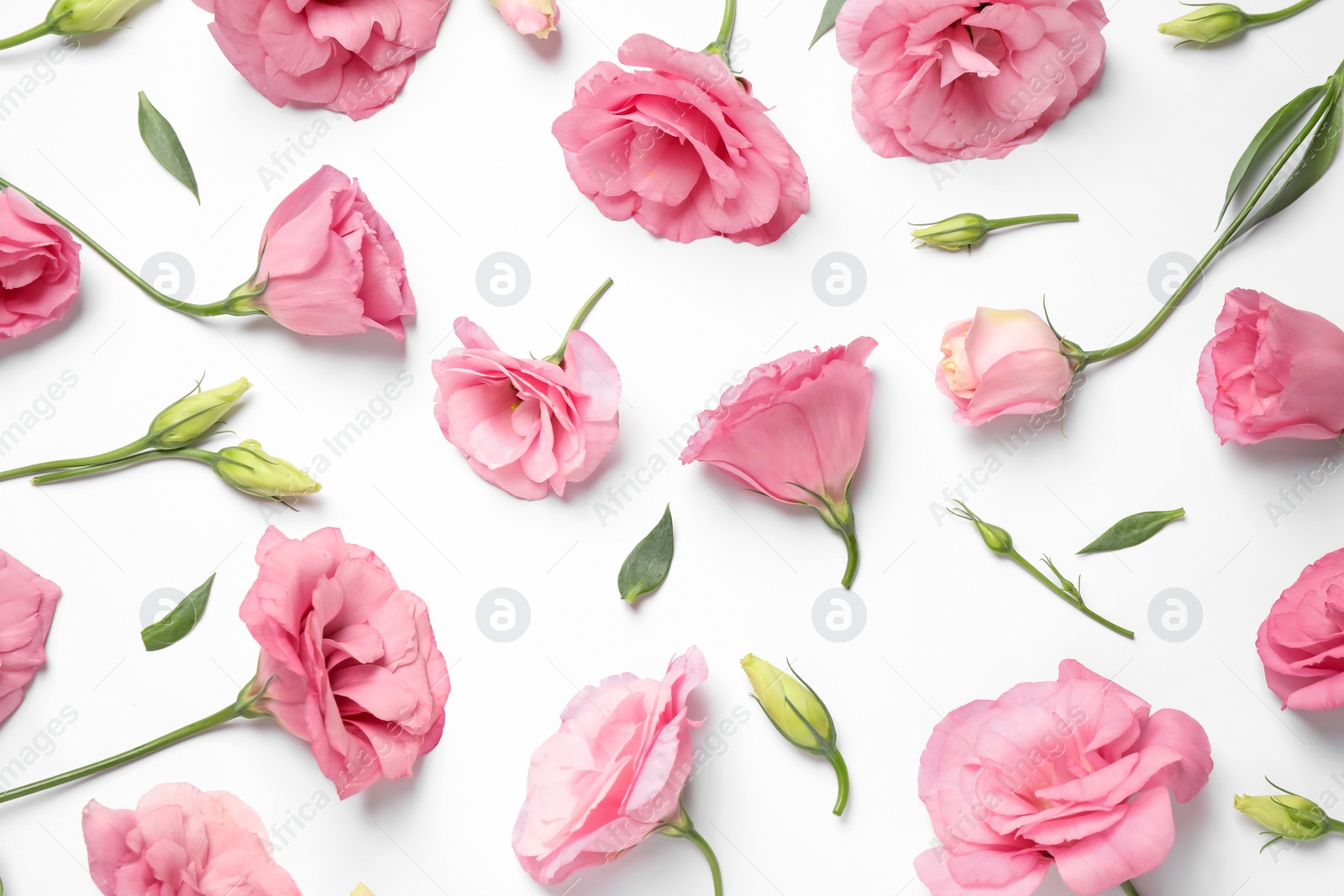 Photo of Beautiful pink Eustoma flowers on white background, flat lay