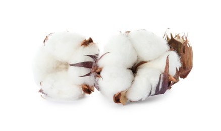Photo of Beautiful fluffy cotton flowers on white background