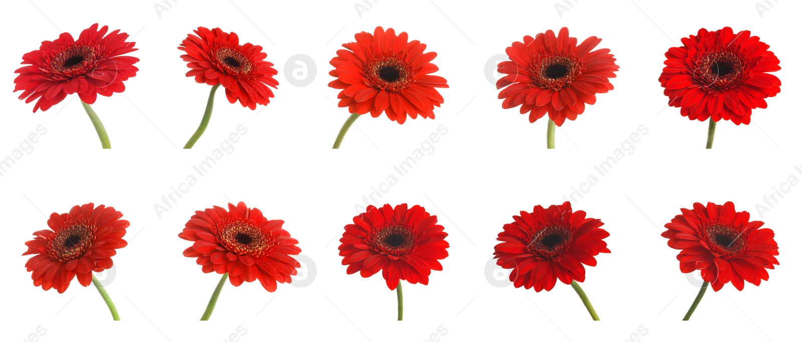 Image of Set of beautiful red gerbera flowers on white background. Banner design