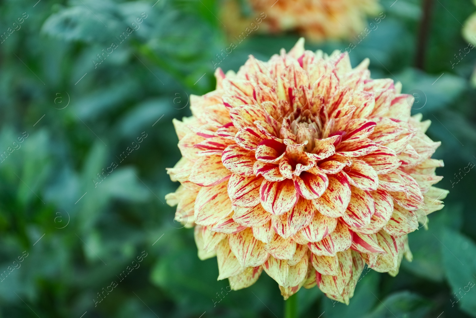 Photo of Beautiful blooming dahlia flower in green garden, closeup