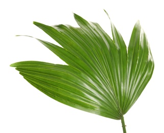 Photo of Green tropical leaf of Livistona Rotundifolia palm tree on white background