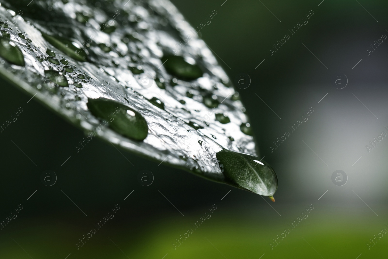 Photo of Closeup view of beautiful green leaf with dew drops