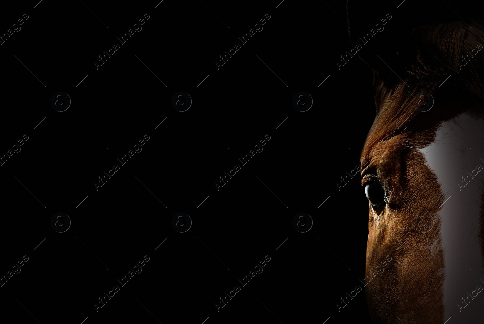 Image of Chestnut pet horse on black background, closeup. Space for text