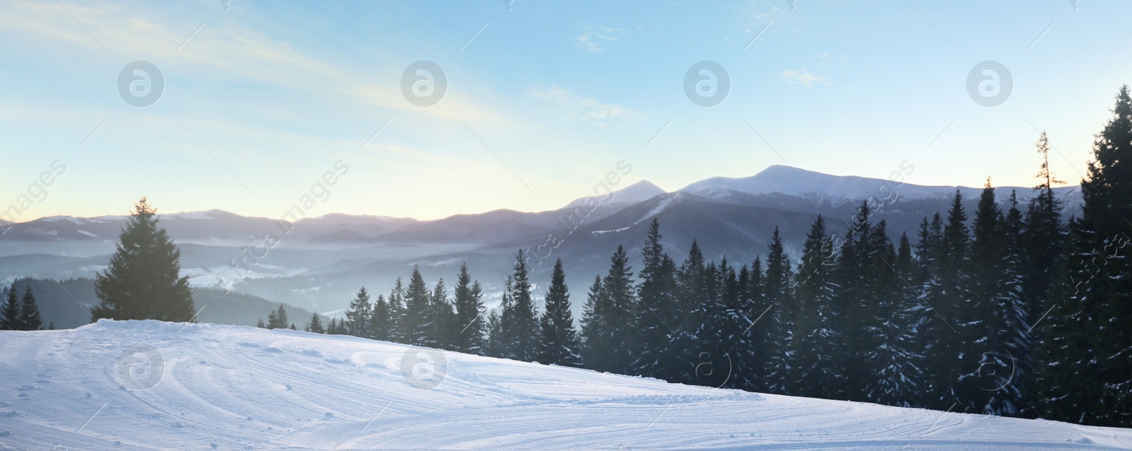 Image of Picturesque view of snowy hill and conifer forest. Banner design