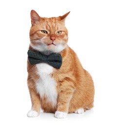 Cute cat with bow tie isolated on white