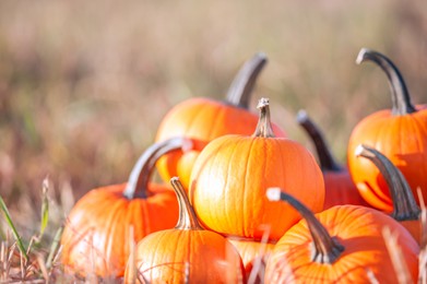 Many ripe orange pumpkins in field outdoors