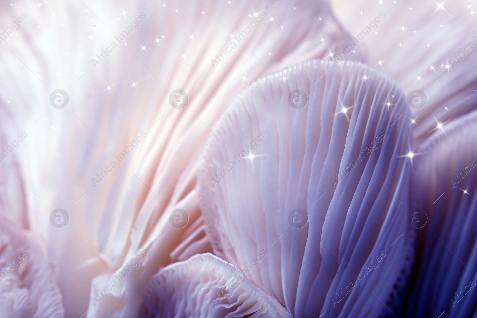 Image of Fresh psilocybin (magic) mushrooms with stars, closeup view. Color toned
