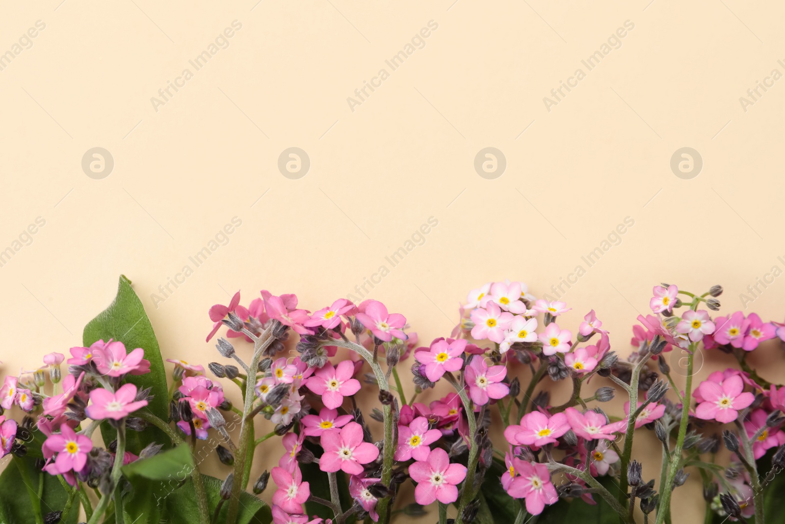 Photo of Beautiful pink forget-me-not flowers on beige background, flat lay. Space for text