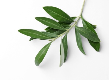 Photo of Twig with fresh green olive leaves on white background