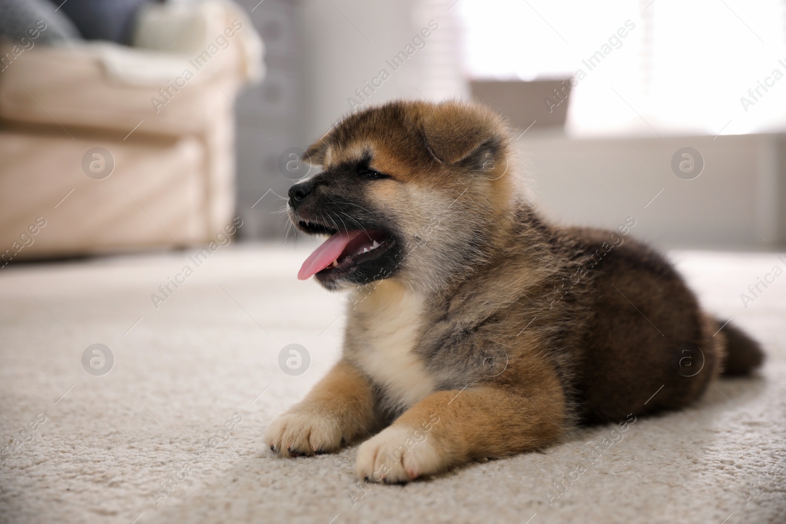 Photo of Adorable Akita Inu puppy on carpet indoors