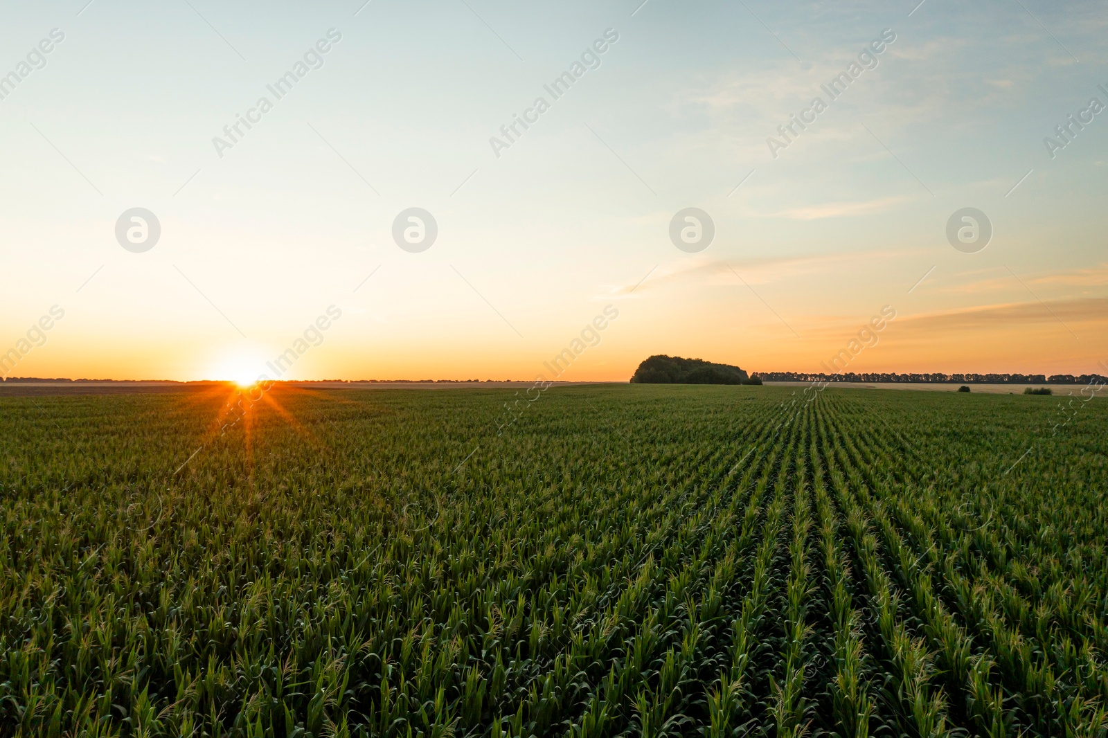 Image of Aerial view of agricultural field at sunrise