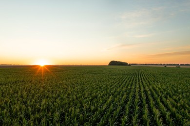 Aerial view of agricultural field at sunrise