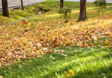 Colorful autumn leaves on green lawn in park