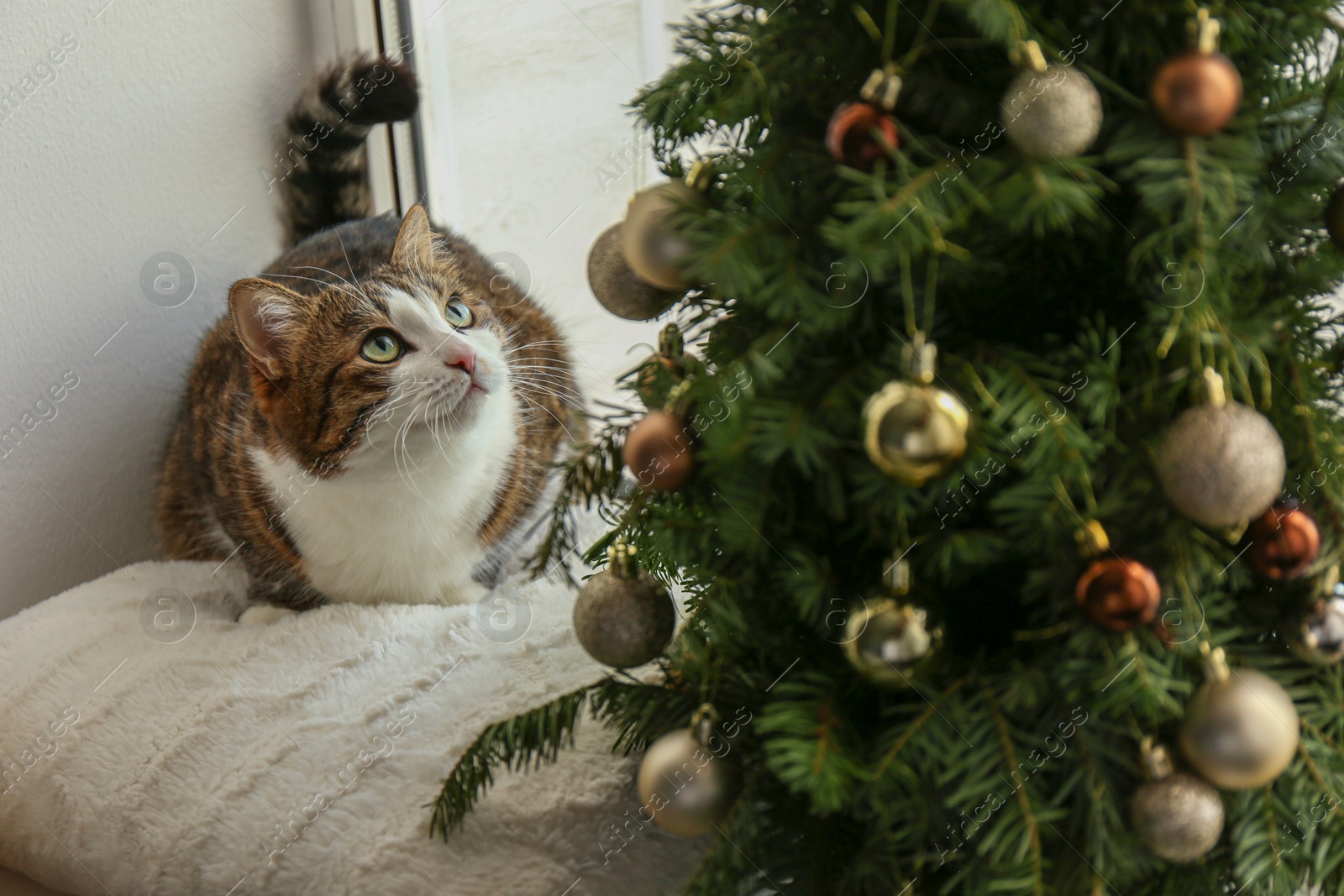 Photo of Cute cat on window sill looking at Christmas tree at home. Funny pet