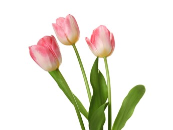 Beautiful pink tulip flowers isolated on white