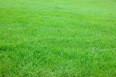 Beautiful freshly cut green lawn as background