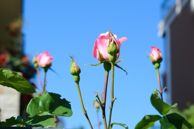 Photo of Beautiful pink rosebuds against blue sky, closeup