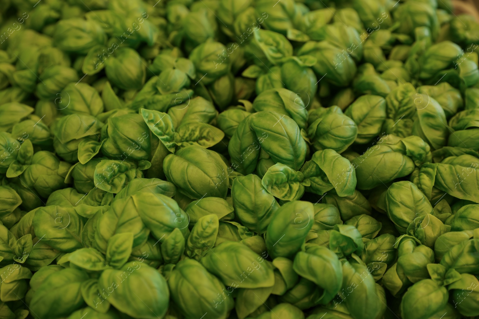 Photo of Beautiful green basil plants as background, closeup