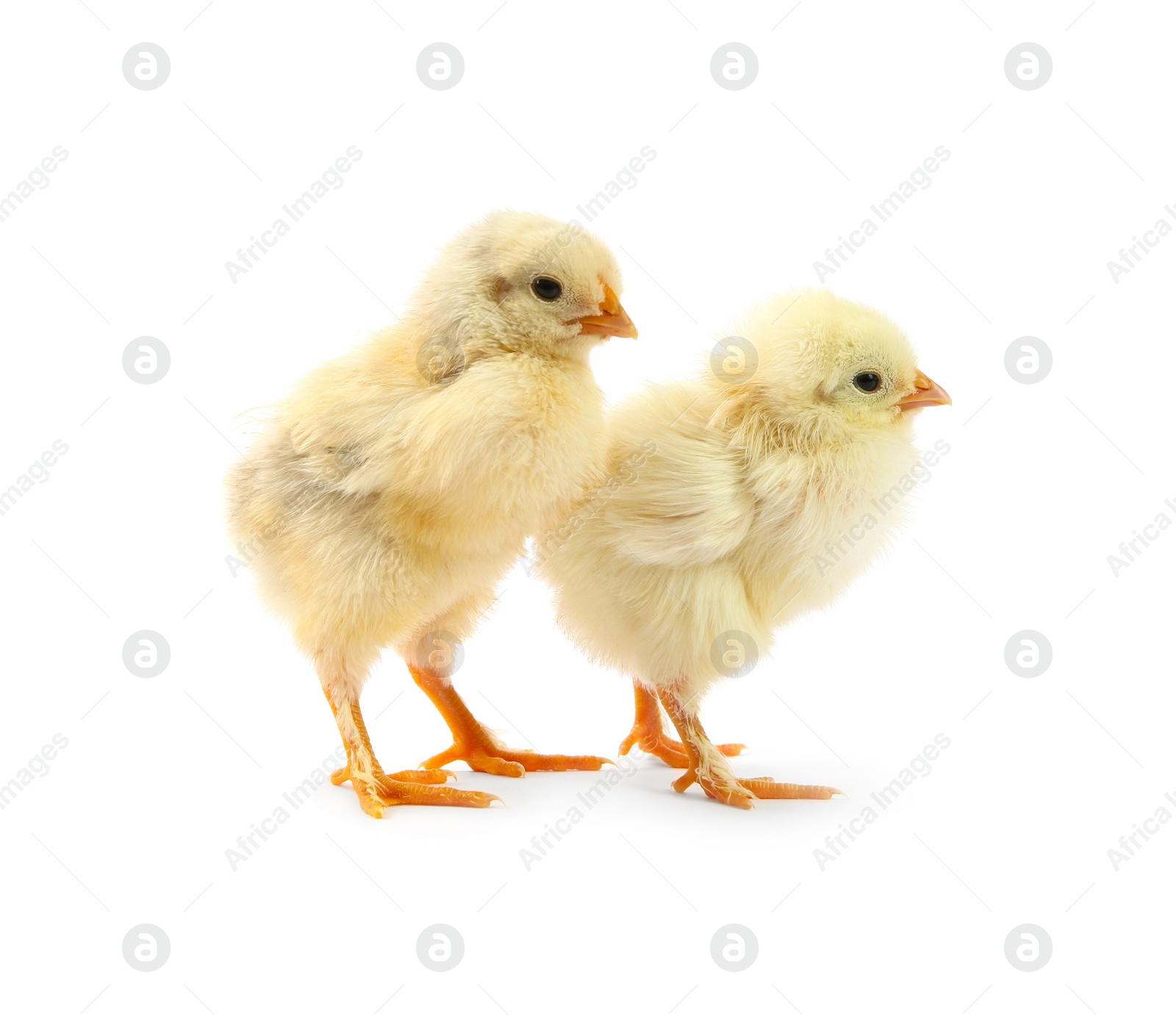 Photo of Two cute chicks isolated on white. Baby animals