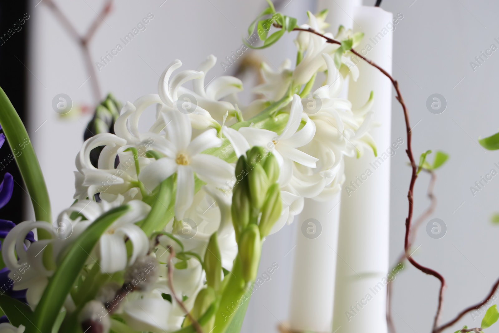 Photo of Beautiful spring Hyacinth flowers on blurred background, closeup