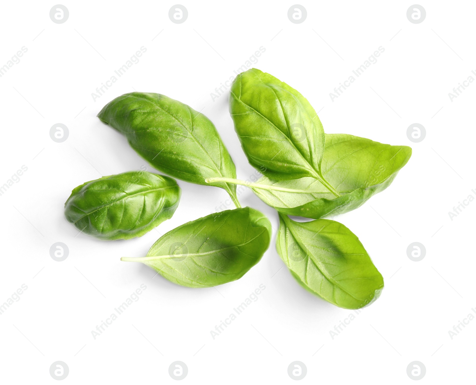 Photo of Fresh green basil leaves isolated on white