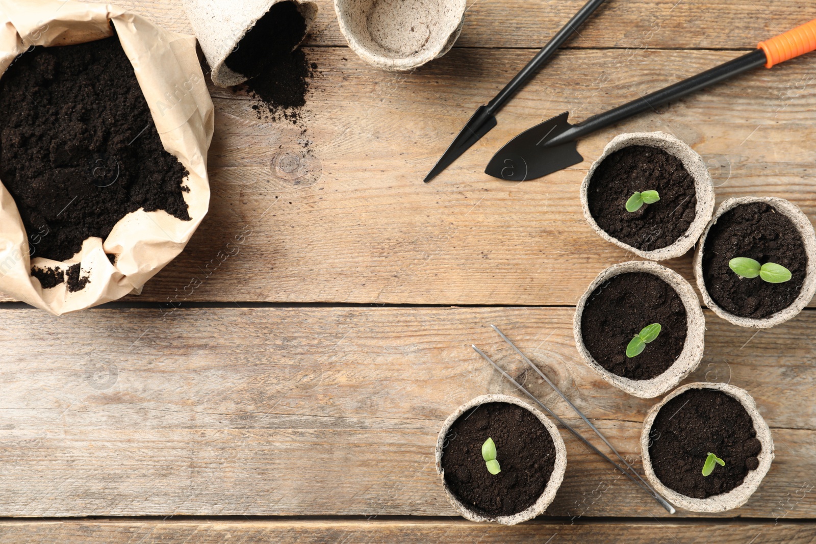 Photo of Young seedlings and gardening tools on wooden table, flat lay. Space for text