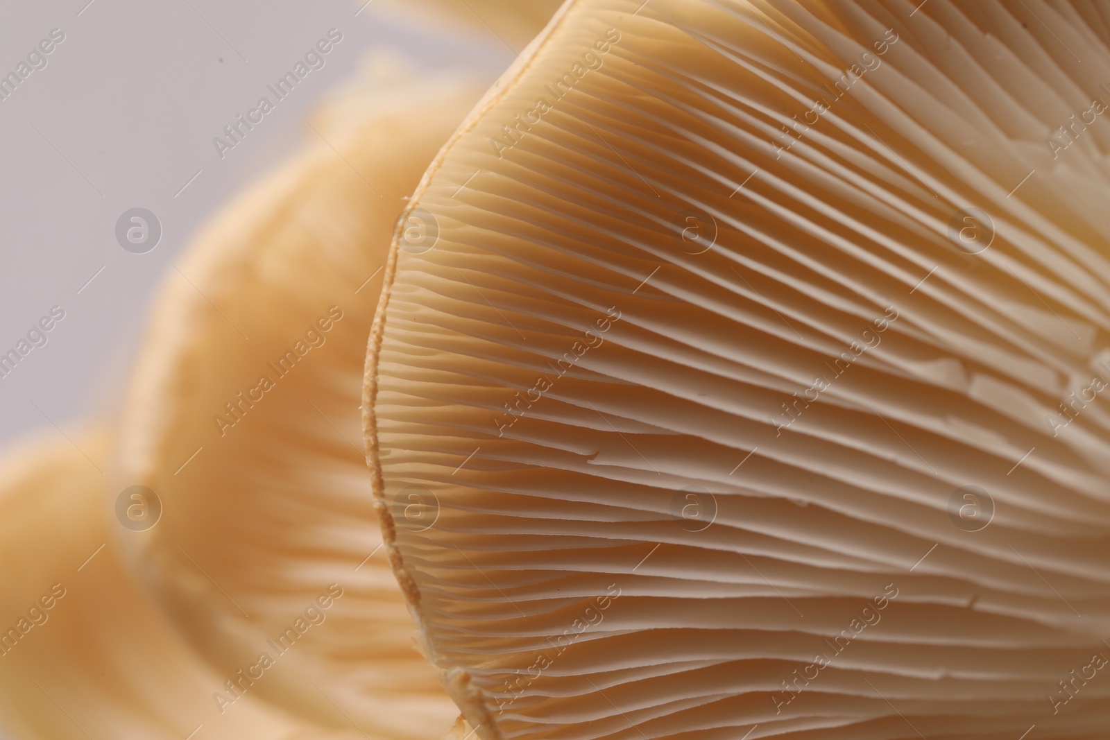 Photo of Fresh oyster mushrooms on grey background, macro view