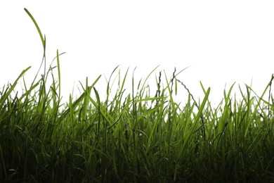 Photo of Beautiful lush green grass on white background