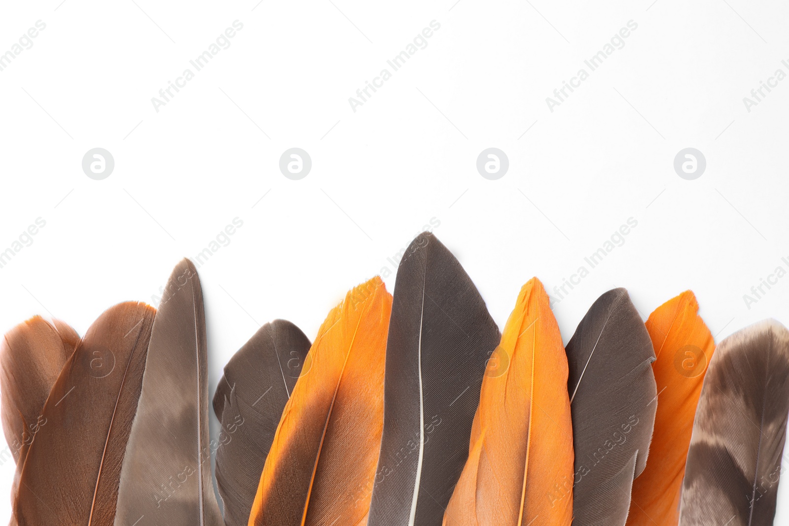 Photo of Many different bird feathers on white background, flat lay. Space for text