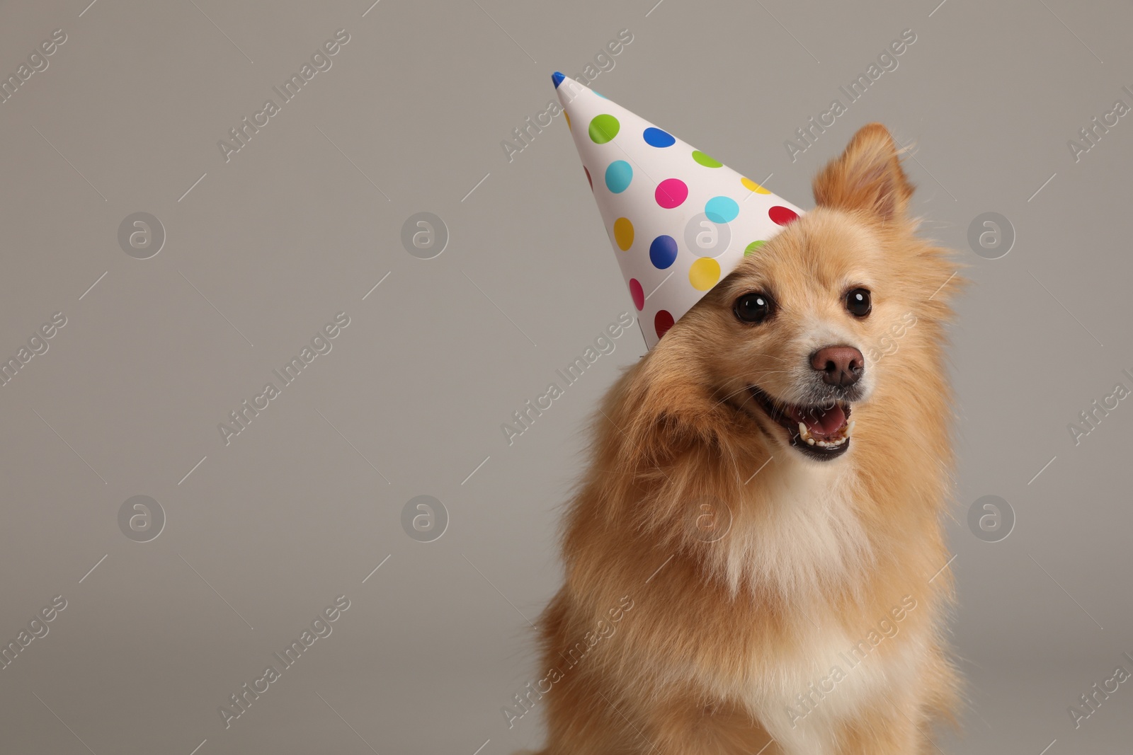 Photo of Cute dog with party hat on light grey background, space for text. Birthday celebration