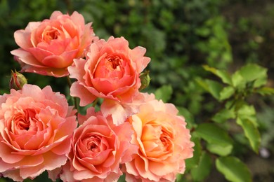 Photo of Beautiful blooming coral roses on bush outdoors, closeup. Space for text