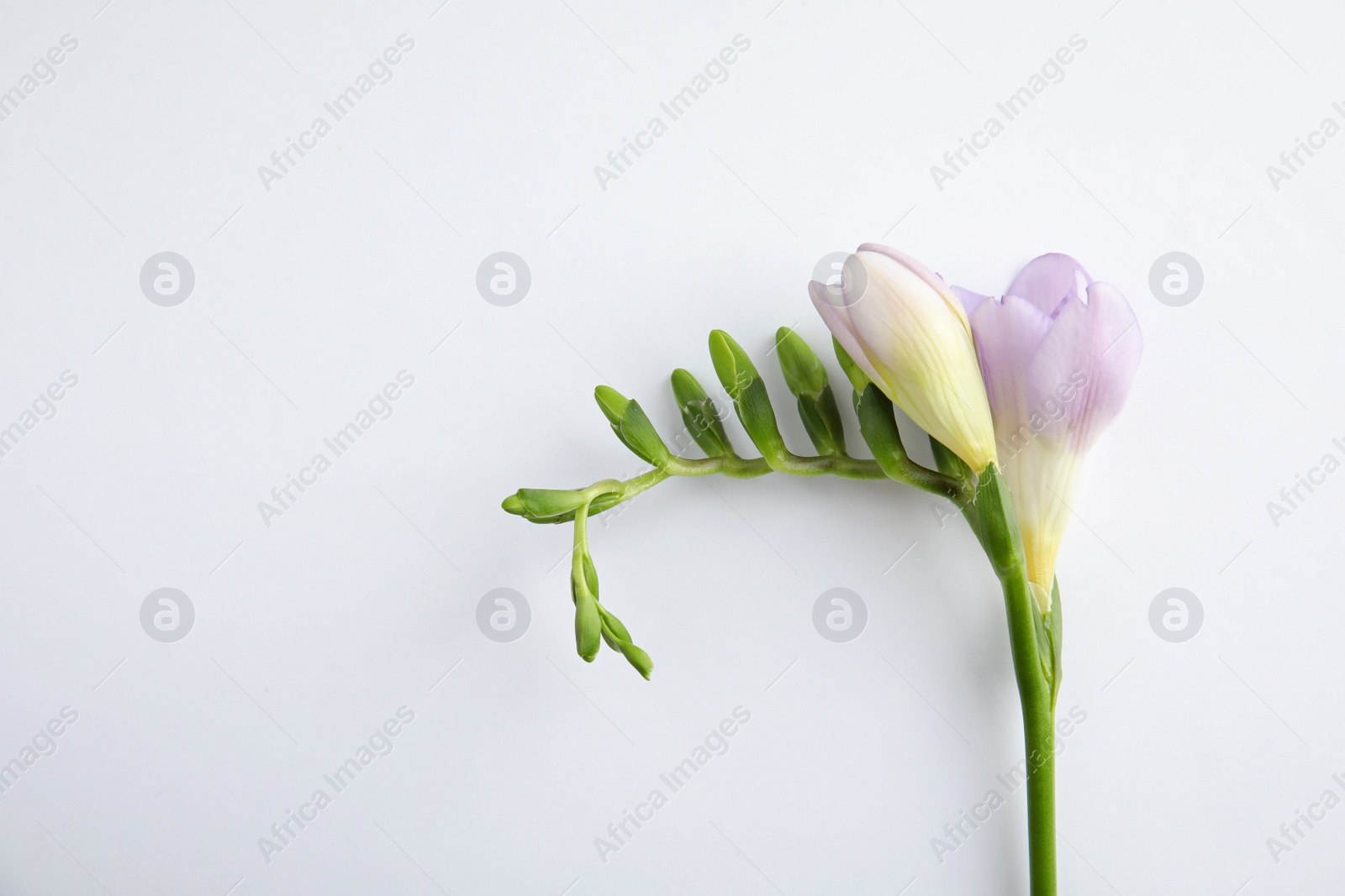 Photo of Beautiful freesia with fragrant flowers on white background, top view