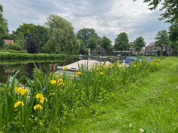 Photo of Beautiful yellow iris flowers growing near city canal with moored boats