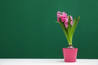 Photo of Beautiful hyacinth in pot on table against color background, space for text. Spring flower