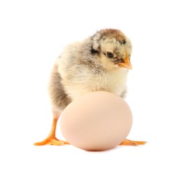 Photo of Cute chick and egg isolated on white. Baby animal