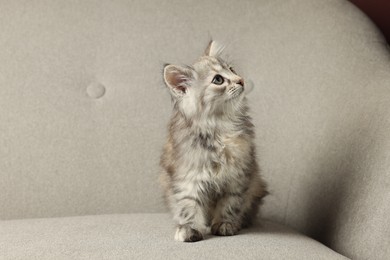 Cute fluffy kitten on grey sofa. Baby animal