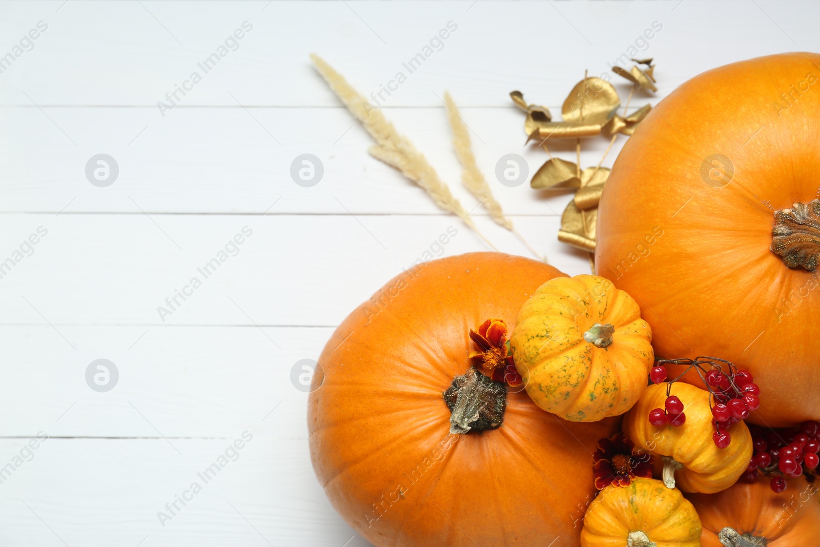 Photo of Thanksgiving day. Flat lay composition with pumpkins on white wooden table, space for text