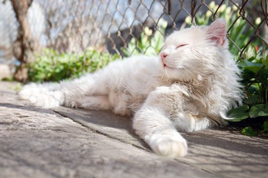 Cute fluffy cat resting near fence on sunny day