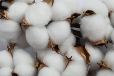 Photo of Fluffy cotton flowers on white background, closeup