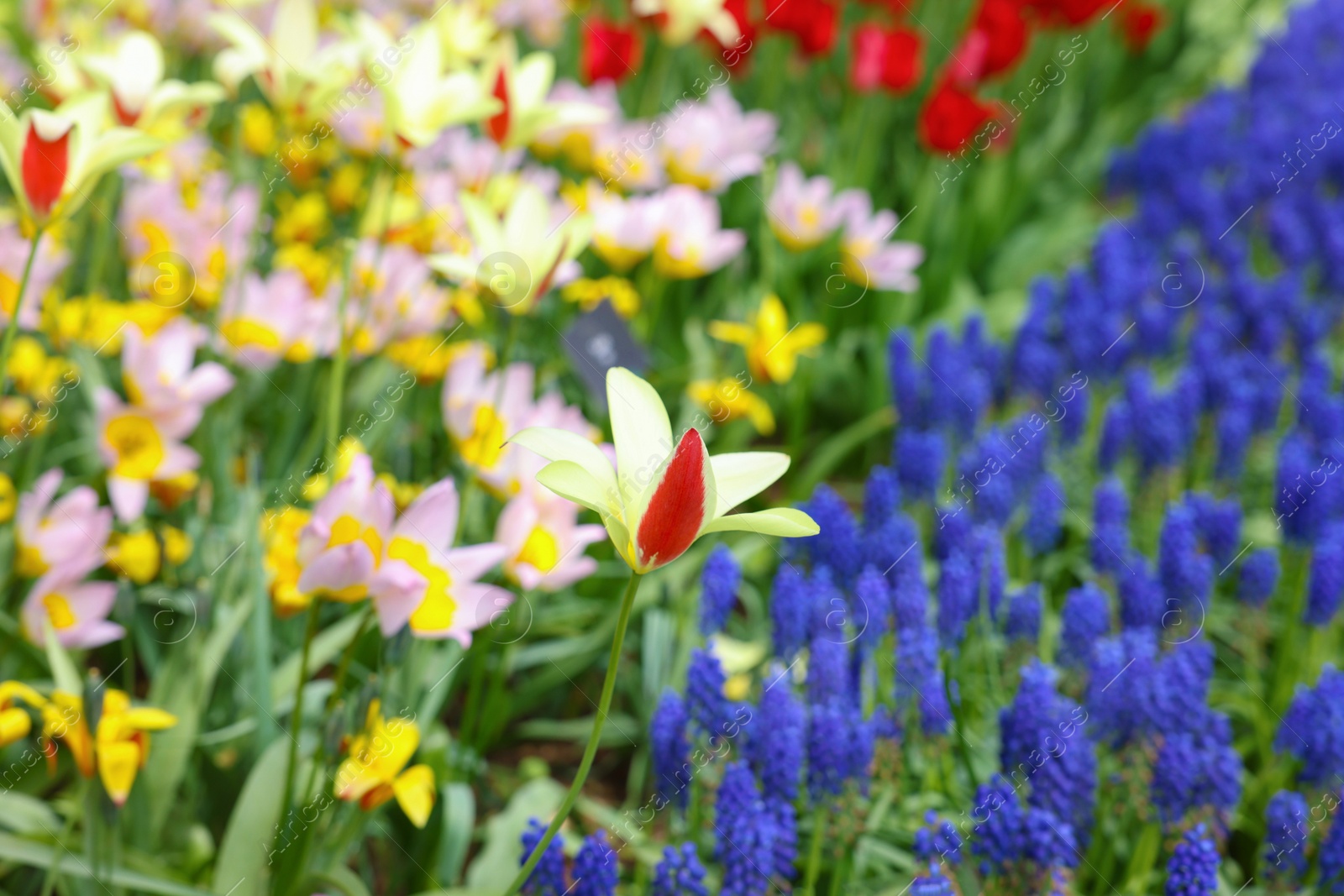 Photo of Many different beautiful tulip and muscari flowers, closeup. Spring season