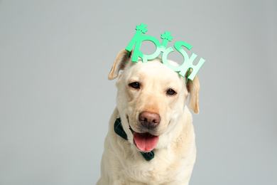 Photo of Labrador retriever with Irish  party glasses on light grey background. St. Patrick's day