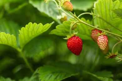 Photo of Small wild strawberries growing outdoors, space for text. Seasonal berries