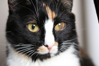 Photo of Cute cat with corneal opacity in eye on blurred background, closeup
