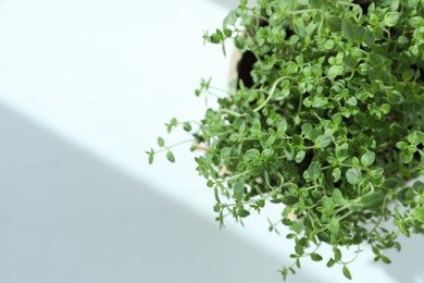 Fresh potted thyme on white background, above view. Space for text