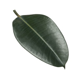 Photo of Fresh green leaf of Ficus elastica plant isolated on white