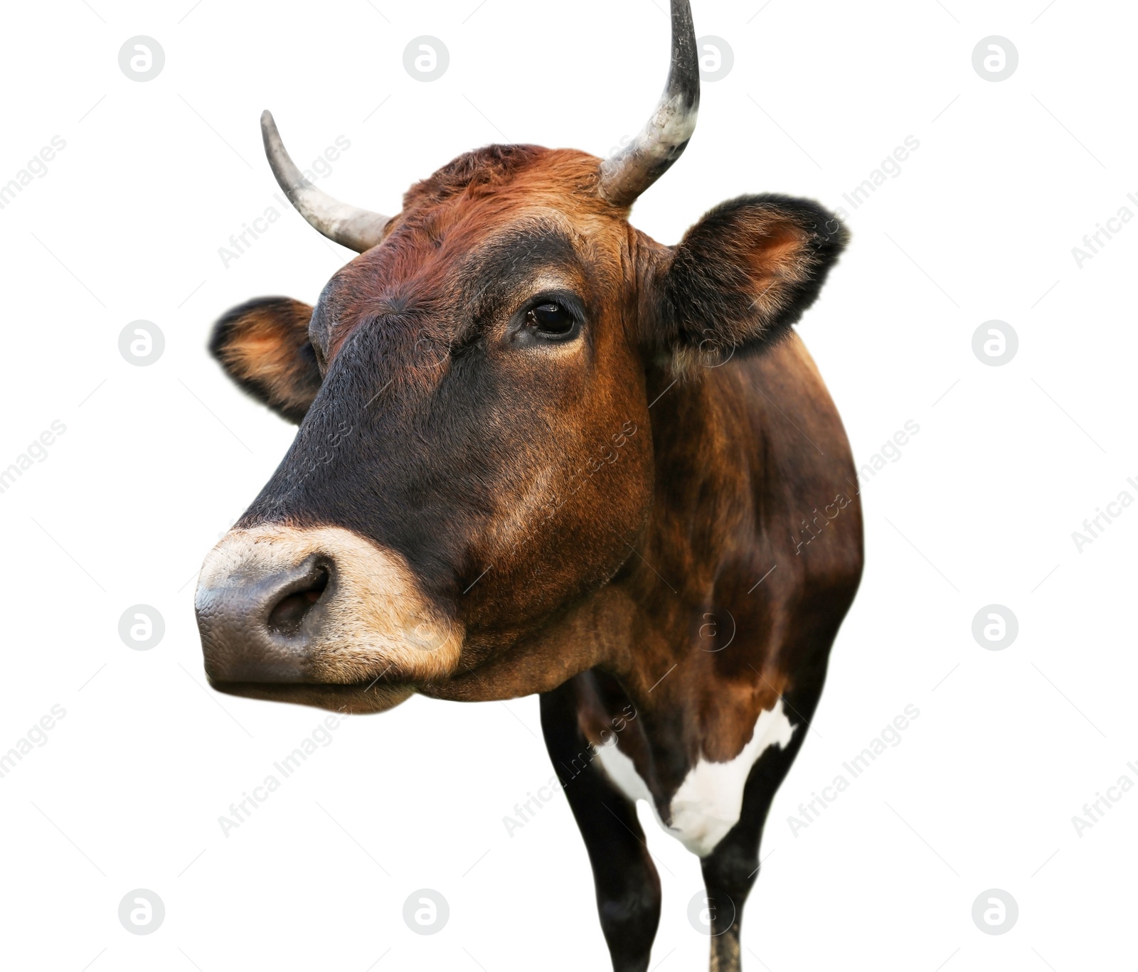 Image of Beautiful brown cow on white background, closeup. Animal husbandry