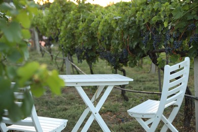 White table and chairs in vineyard with ripe grapes